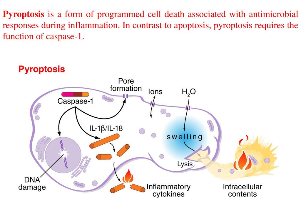 Formation of inflammasome. Пироптоз. Инфламмасомы. Инфламмасома. Пироптоз и апоптоз.