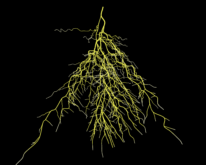 Корень гифка. Дерево нервы. Корневая система. Корни дерева гиф.