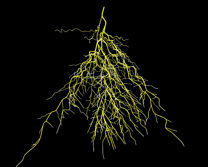 Корни растений. Taproot root. Js roots. Растения корень 3d hd photo. Корень.