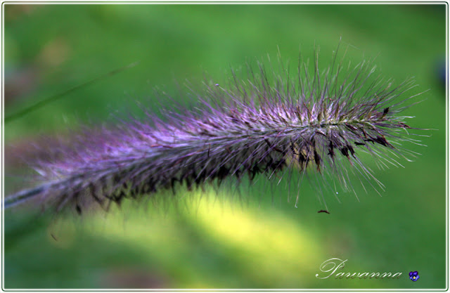 Jesień, Autumn, Fall, kolor lila-róż, zawilce japońskie, gąsówki nagie, jarmuż, purple colors, Autumn in purple colors