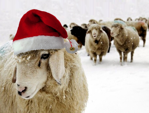 Weihnachten Schaf Weihnachten Schaf