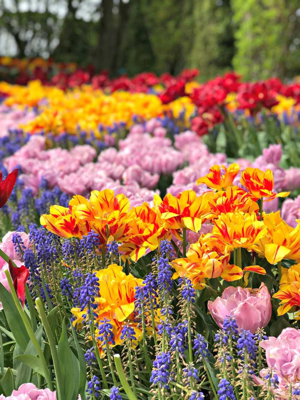 tips to visitng the tulip festival in washington state