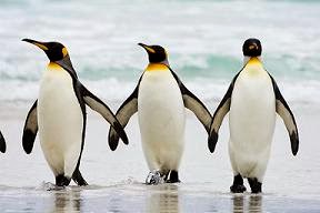 Me Gustan Pinguinos