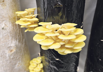 Oyster mushroom supply and demand