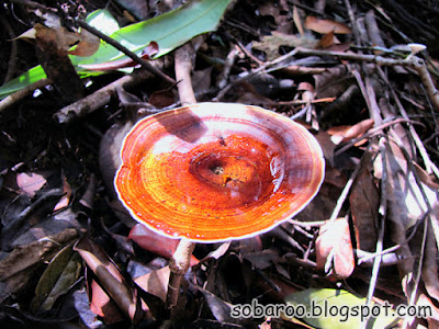 mushroom.jpg