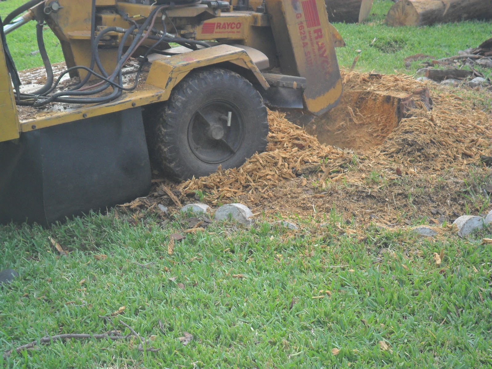 Can Tree roots growing above the surface create safety challenges?