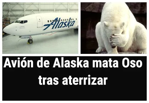 Avión de Alaska Airlines mata a un oso pardo al cruzar la pista