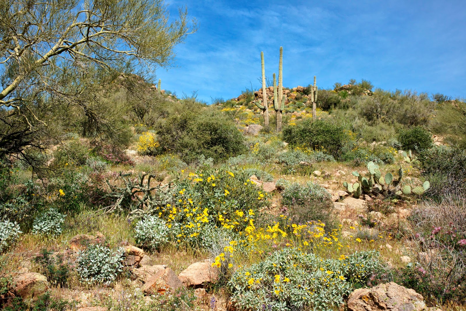 The Old Cowboy and Photography: April in the Arizona-Sonoran Desert
