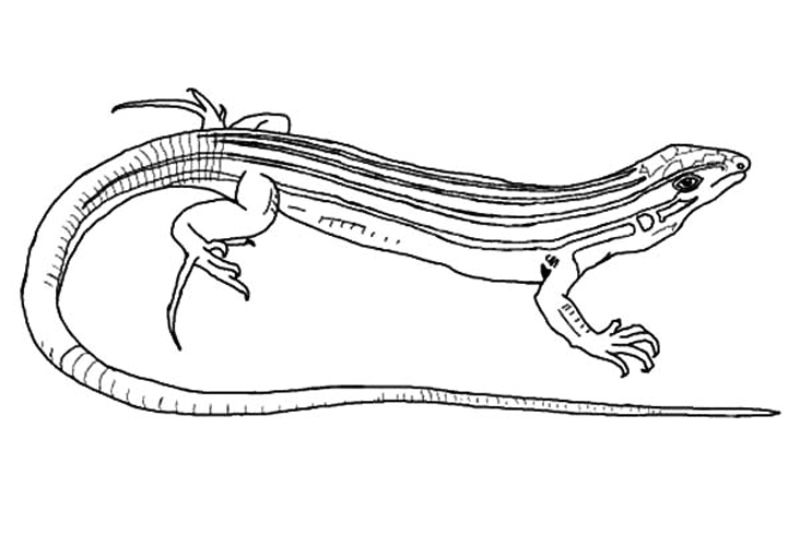 gambar hewan mewarnai anak kadal