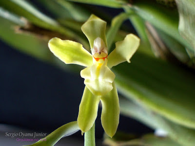 Orquídea Gomesa recurva