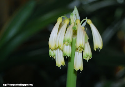 Clivia