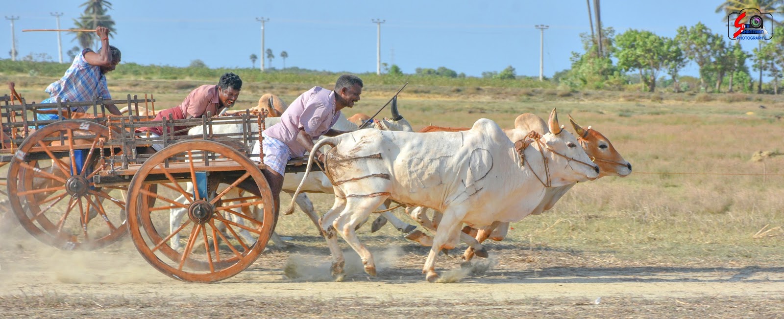 பாரம்பரியமிக்க மாட்டு வண்டி சவாரி போட்டி! (Video) | Yarldevinews.lk