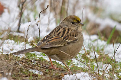 Photo of Golden-crowned Sparrow on ground in snow Photo of Golden-crowned Sparrow on ground in snow