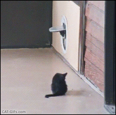 Funny Kitten GIF • Naugthy kitty Sneak attack and fast retreat Mode purrfectly activated Funny Kitten GIF • Naugthy kitty Sneak attack and fast retreat Mode purrfectly activated