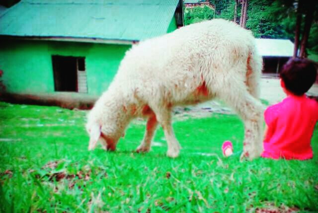 Sheep the Chenab times Sheep bhaderwah