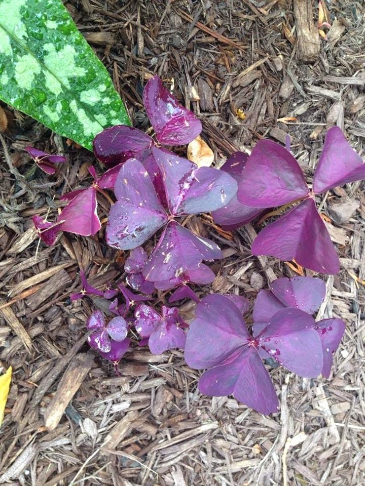 Goth Gardening ^o^ Purple Shamrock Plants