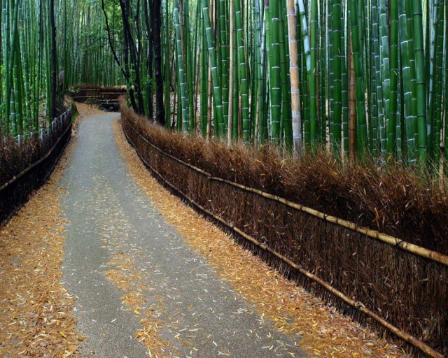 Fotos de linda floresta  bambu