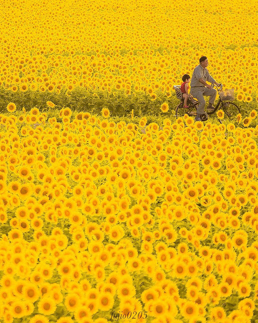 Millions sunflowers field in Japan is picturesque in autumn
