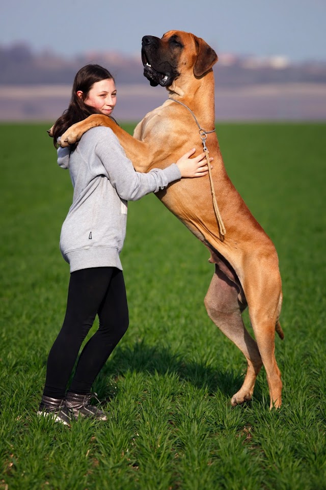 What Kind of Dog is Scooby Doo | Scooby Doo Dog Breed