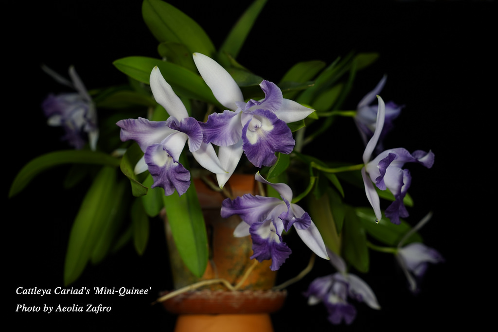 Amazon Com Nearly Natural 1378 Bp Mixed Hydrangea With Floral