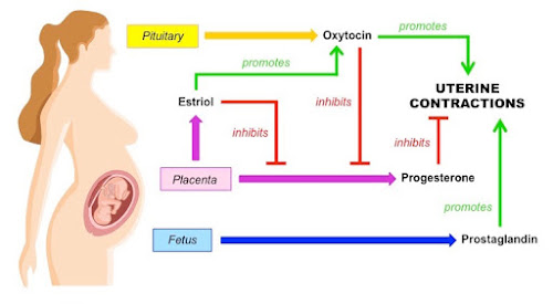 Parturition - Process , Labour Pain , Stages Of Parturition