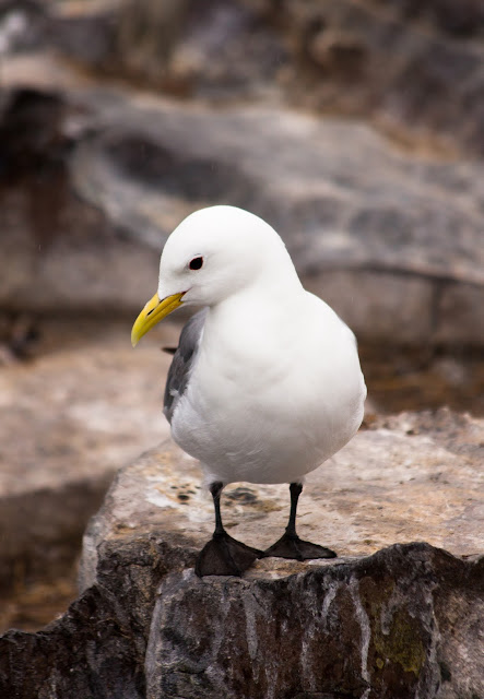 Kittiwake - Farne Islands, Northumberland