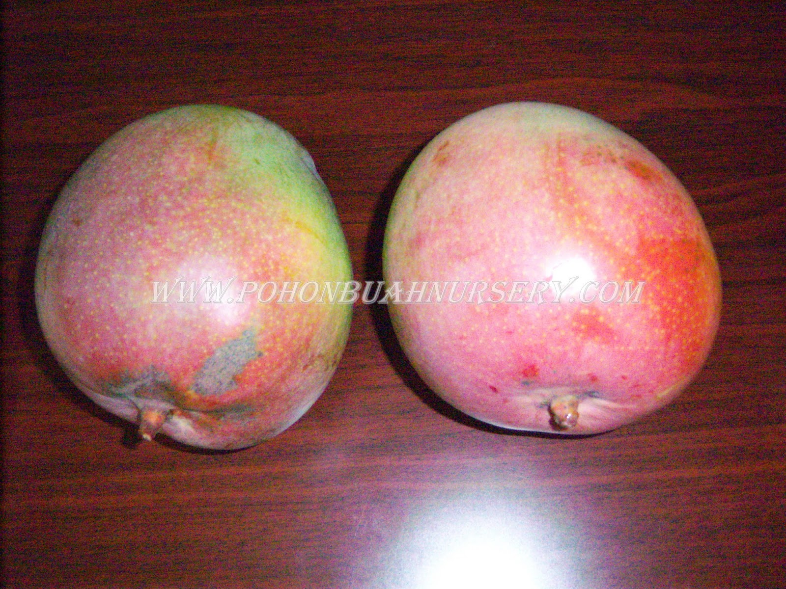 Mangga R2 Gold PBN: Mangga R 2 E 2