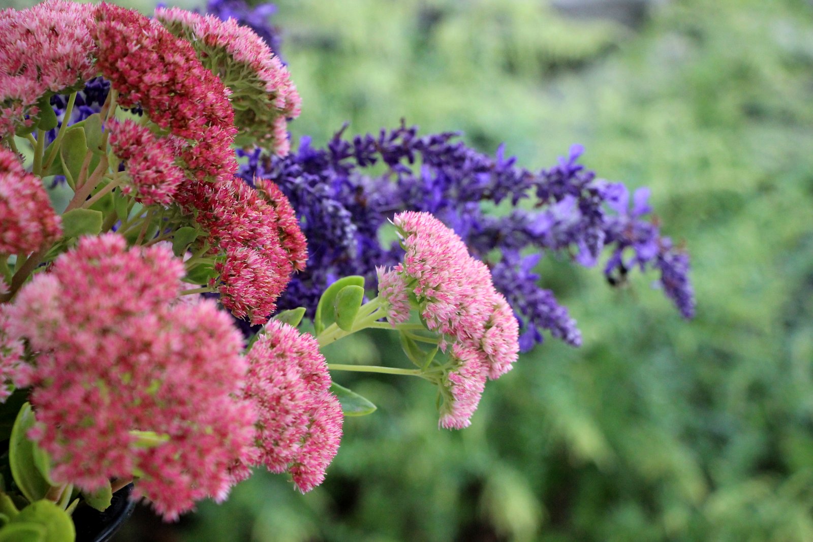 Hummingbird Heaven Blogs Milford Daily News Milford Ma