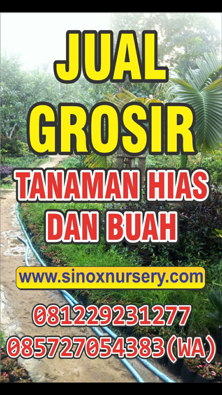 Toko Tanaman Hias Semarang Sinox Nursery