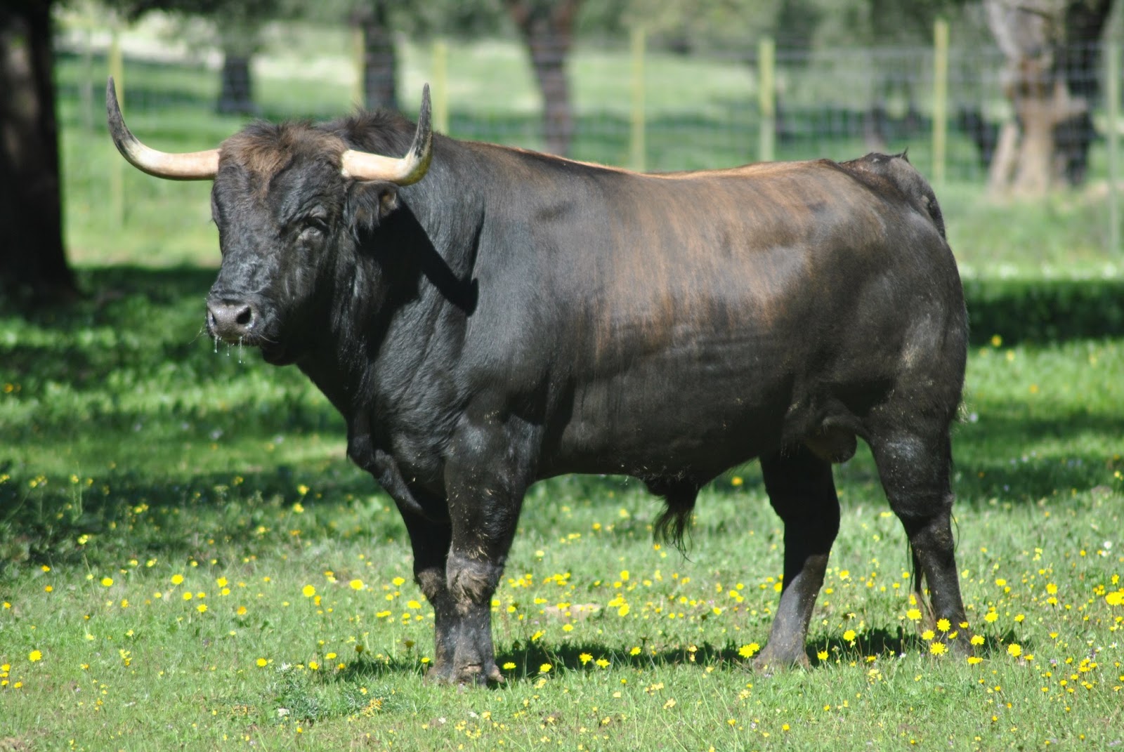TOROS EN SEVILLA LA GANADERÍA DE DOLORES AGUIRRE, PROTAGONISTA EN 