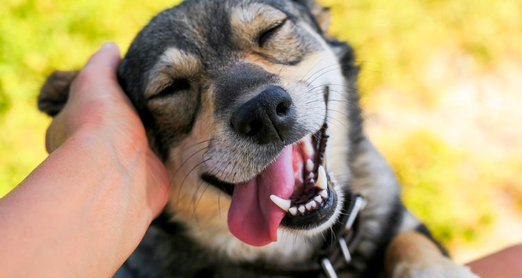 You must choose which breed of dog is best with you