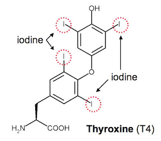 Thyroxine