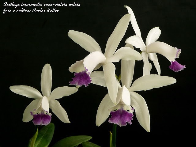 Orquídeas, nossas flores...: CATTLEYA INTERMEDIA ROXO-VIOLETA