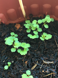 Close-up view of the seedlings