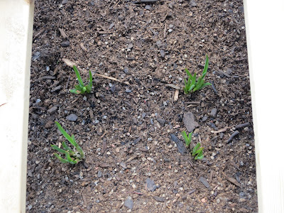 My Little Lovelies: Square Foot Gardening How-To: Part 1