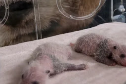 Panda Hua Zuiba Lahirkan Bayi Kembar di Kebun Binatang Madrid