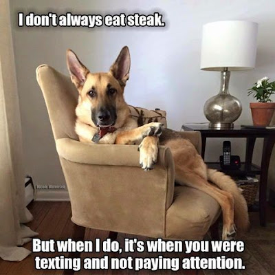 Funny dog pictures : I don't always eat steak