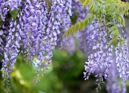 Selama mekar, wisteria menghasilkan aroma yang menyenangkan dan manis.