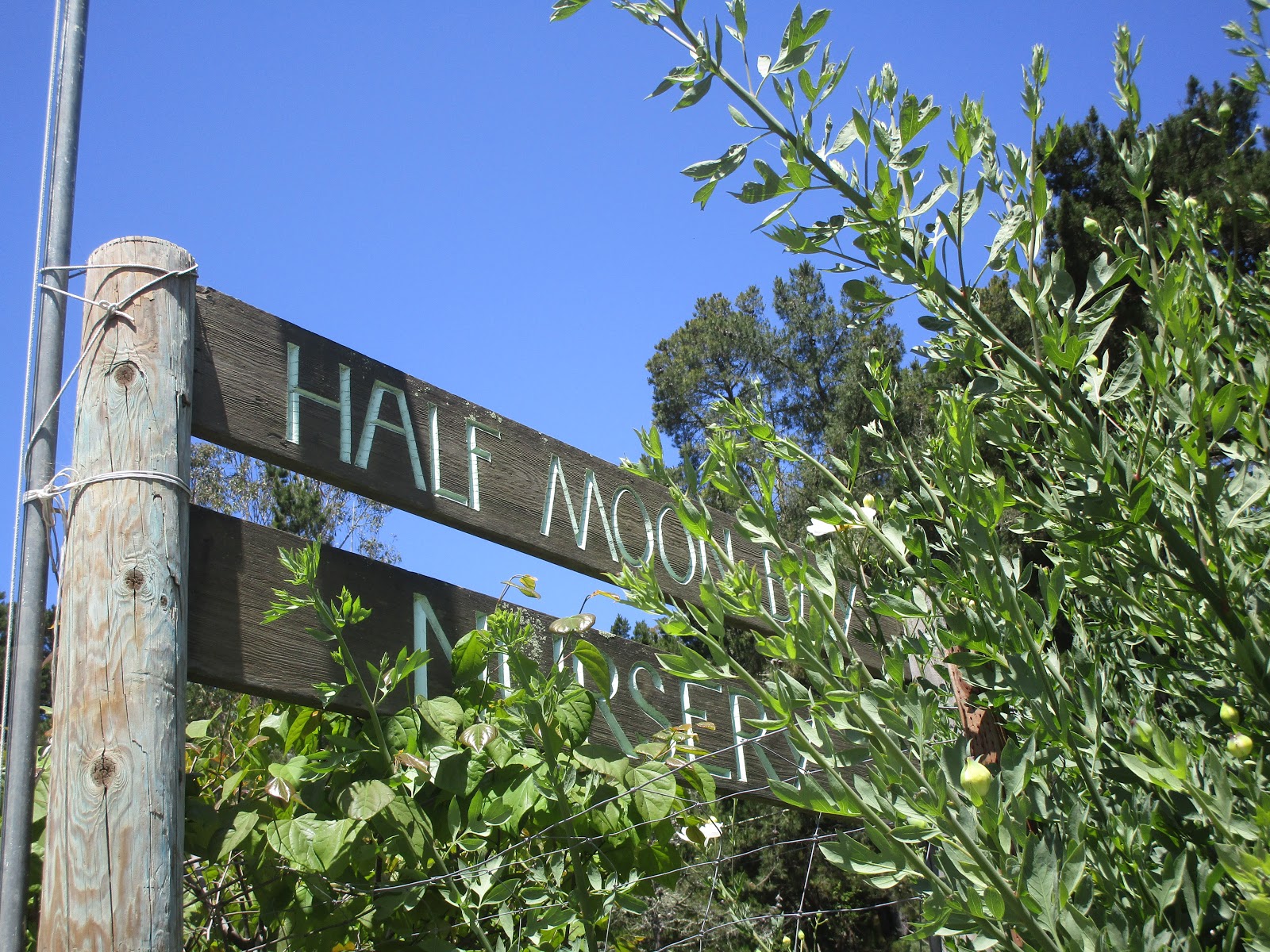 Adventures in Weseland A Visit to Half Moon Bay Nursery