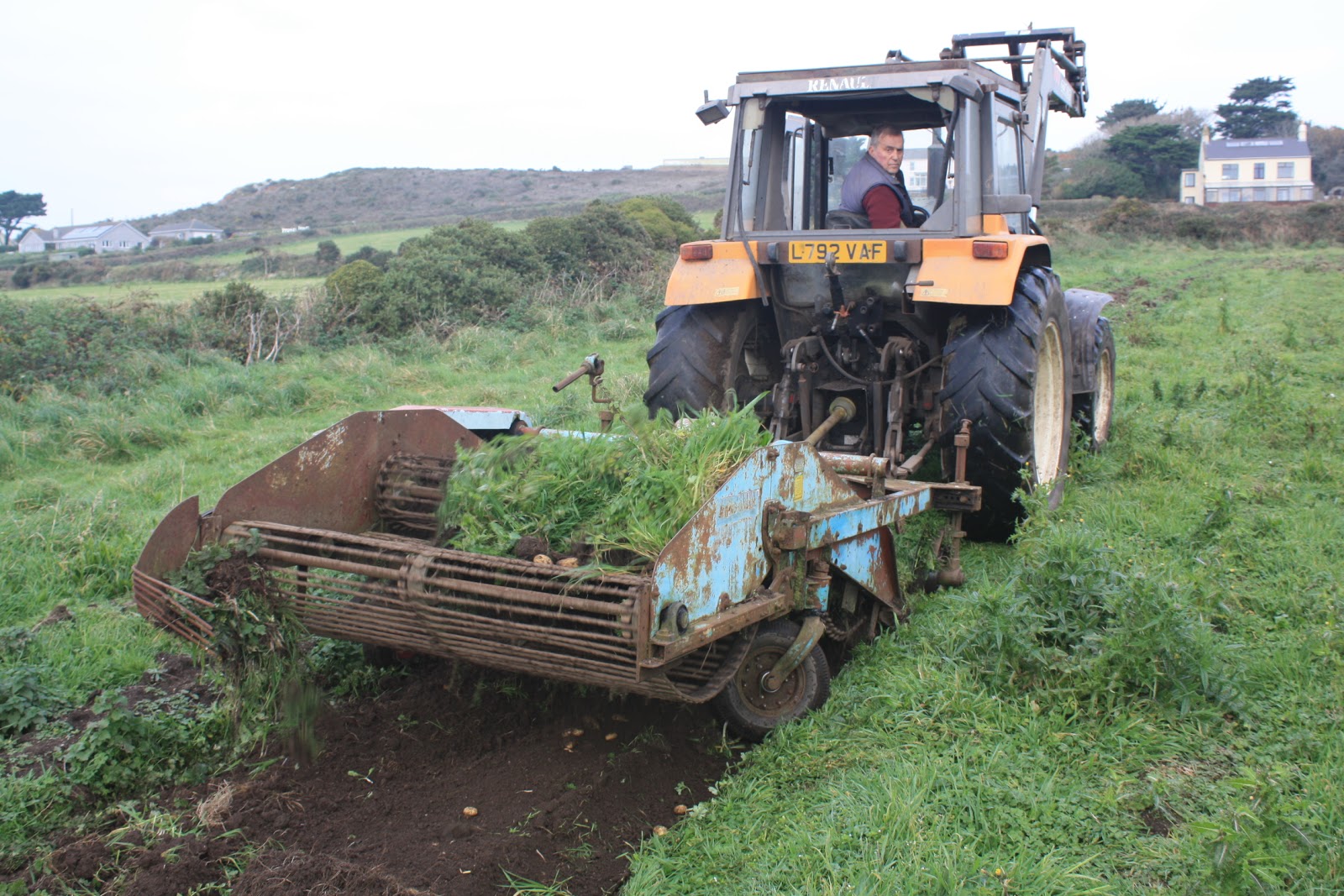 Bosavern Community Farm Lifting potatoes.