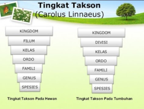 Urutan Takson Tumbuhan - Gambaran