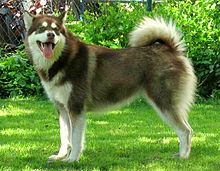 dogs alaskan malamute vs siberian husky can t decide between