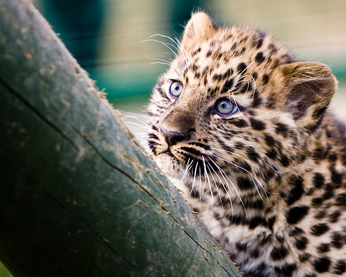 Amur Leopard | Animal Unique In The World