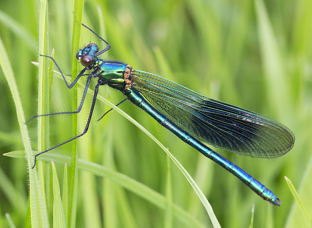 Banded Demoiselle, Calopteryx splendens.  Male.  In a riverside meadow near Leigh on 19 May 2012