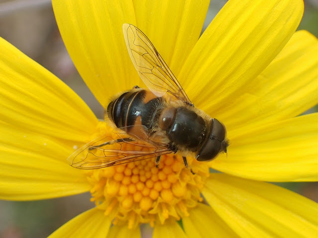 Eristalis similis Eristalis similis