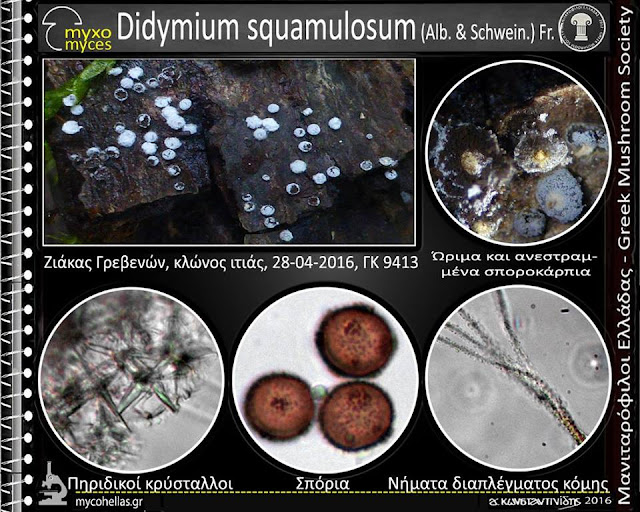 Didymium squamulosum (Alb. & Schwein.) Fr.