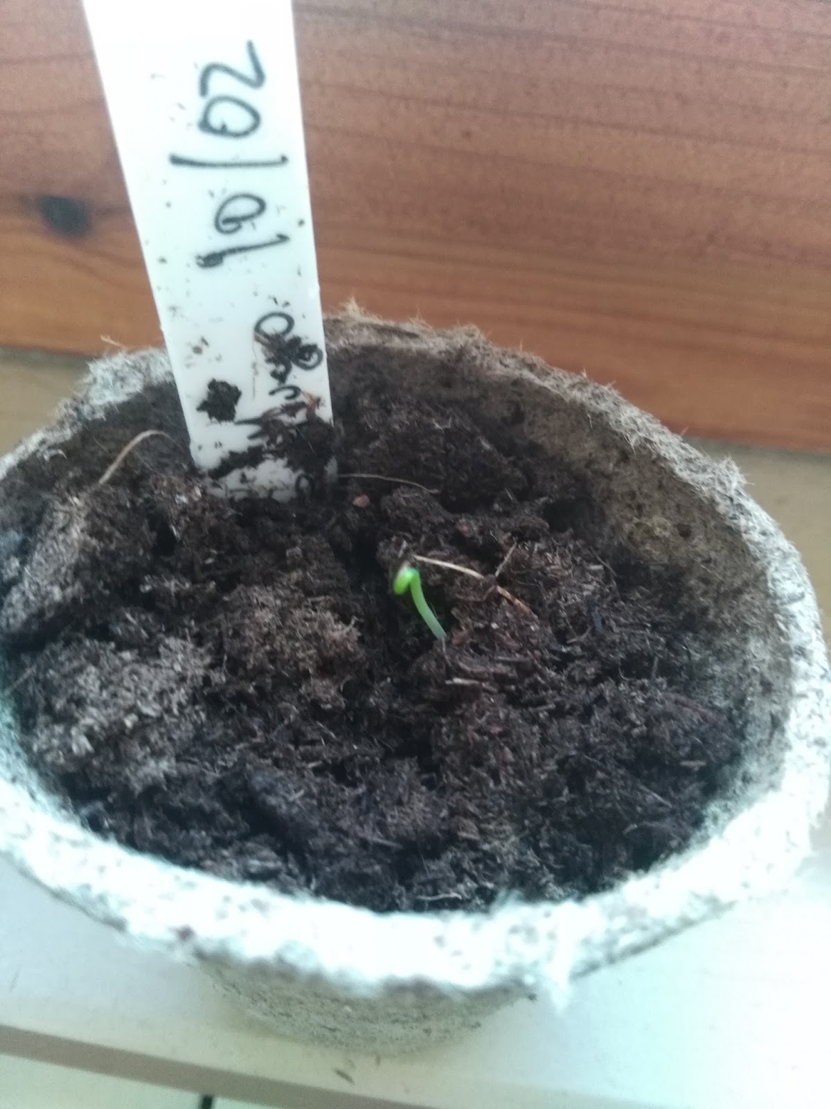 3 Istruzioni italiano Plant Theatre Bonsai Trio, Kit parte 3