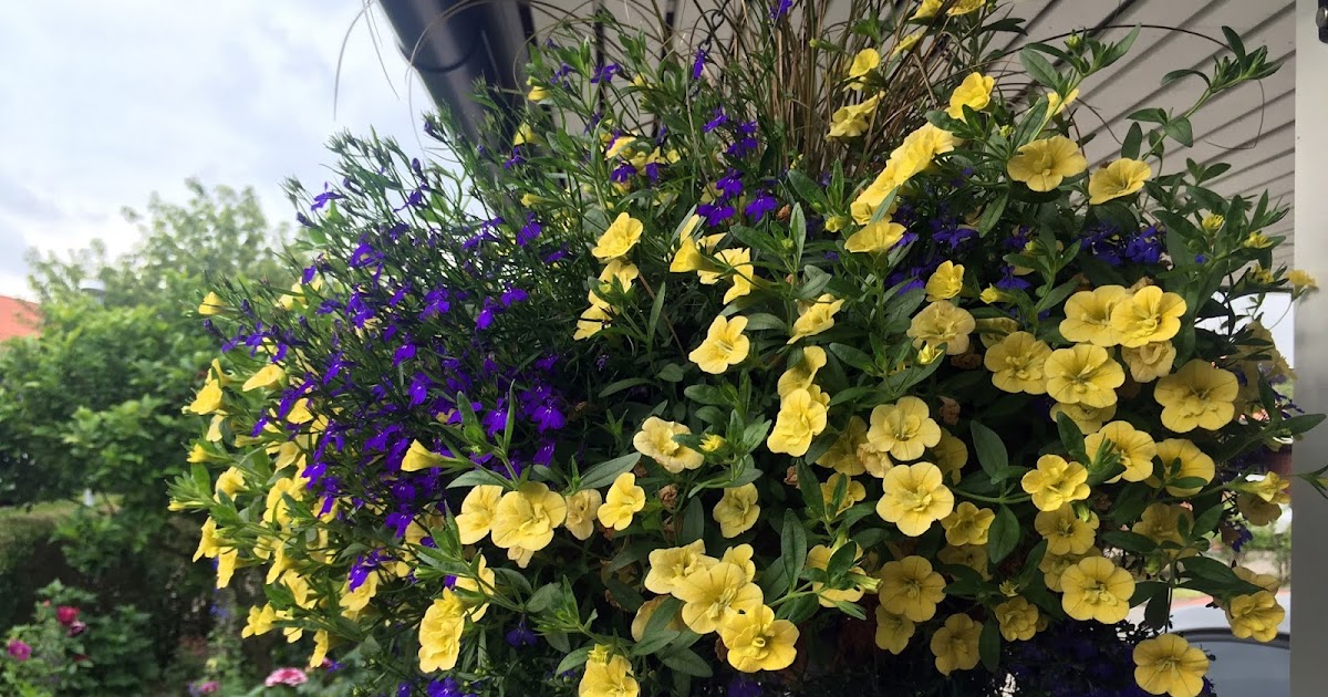 Frk. Anemone Hanging baskets