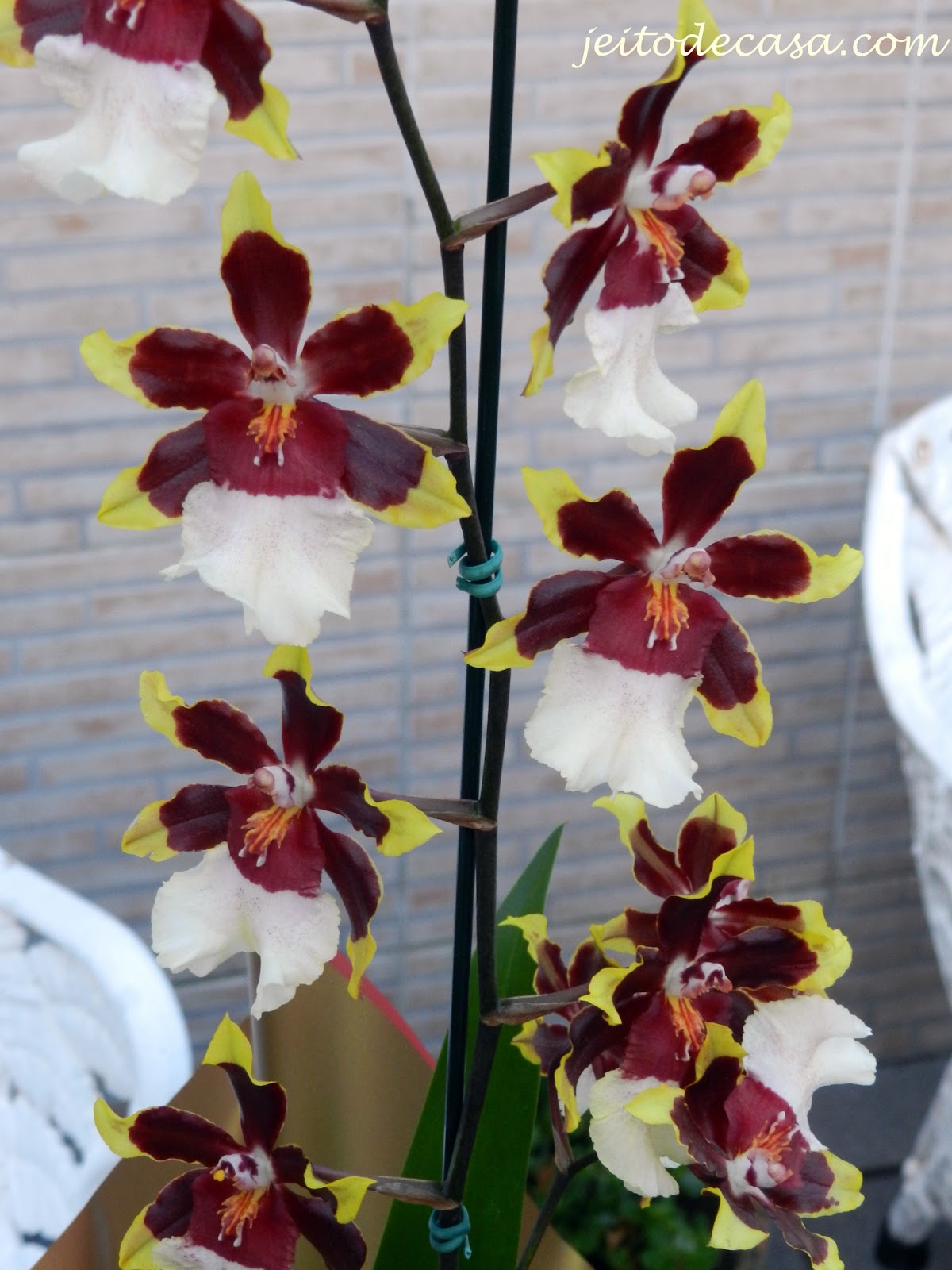 Minhas novas orquídeas - Jeito de Casa - Blog de Decoração e Arquitetura