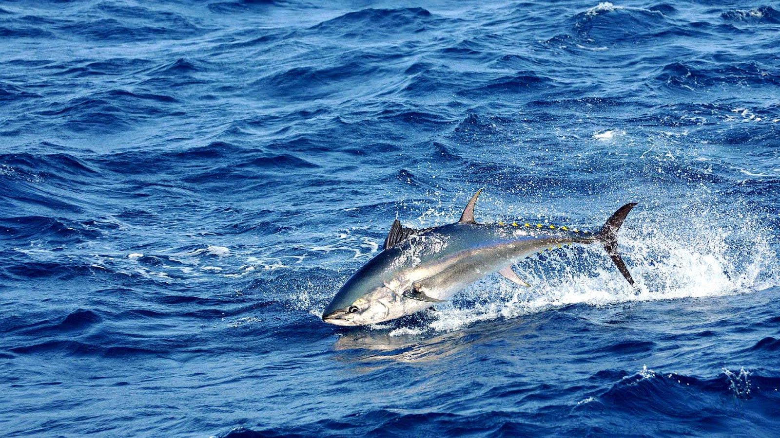 Newport Beach Fishing Charter Fish Choices